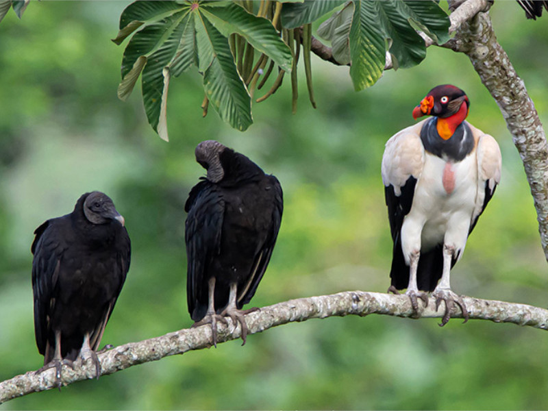 Iquitos Avistamiento de Aves - Travel Pax Peru