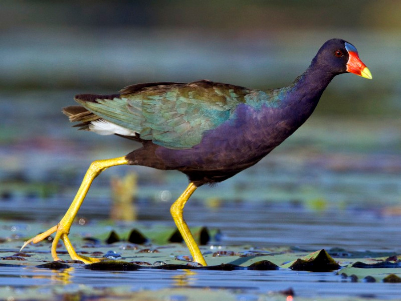 Iquitos Avistamiento de Aves - Travel Pax Peru